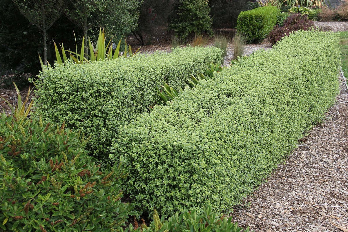 Pittosporum Wrinkle Blue (1).jpg